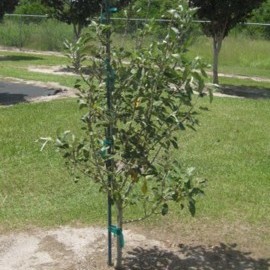 Jak odpowiednio sadzić drzewka owocowe?