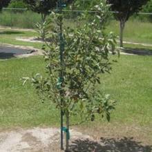 Jak odpowiednio sadzić drzewka owocowe?