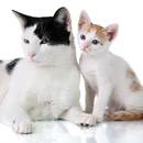 Jak sobie poradzić w czasie rui kotki?