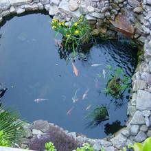 Jak zadbać o oczko wodne we własnym ogrodzie?