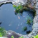 Jak zadbać o oczko wodne we własnym ogrodzie?