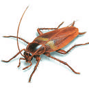 Jak walczyć z karaluchami?