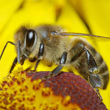 Jak postępować po użądleniu osy?