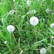 Chwasty dla zdrowia – porady i wskazówki