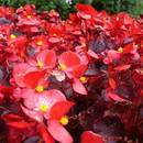 W jaki sposób należy pielęgnować begonie?