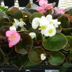 Podlewanie i nawożenie