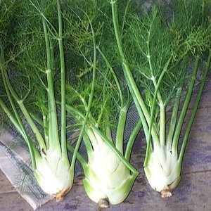 Witaminy i minerały