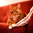 Jak oczyścić tapicerkę z sierści?