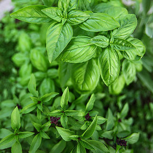 Ziołowe uspokojenie