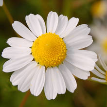 Jakie właściwości ma rumianek?