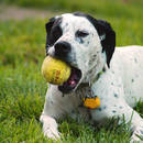 Jak bawić się z psem?