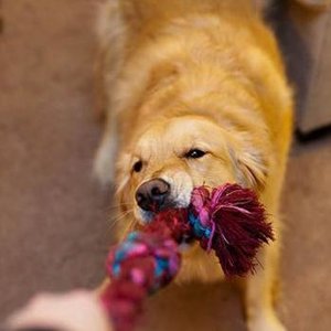 Zabawka – linka z gryzakiem