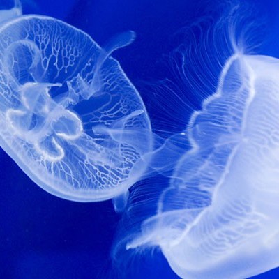 Jak złagodzić ból po oparzeniu przez meduzę?