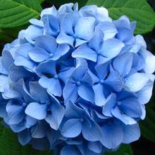 Jak należy pielęgnować hortensję ogrodową?