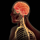 Jak pielęgnować układ nerwowy?