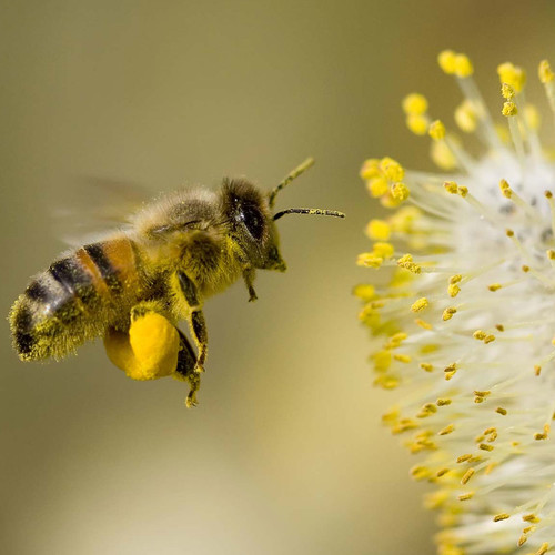 Właściwości zdrowotne pyłku kwiatowego