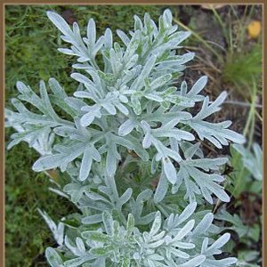 Mieszanka z ziela tysiącznika, bobrka trójlistnego i piołunu