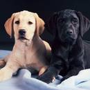 W jaki sposób zaprzyjaźnić się ze swoim psem?