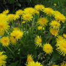 Mniszek lekarski i jego zalety