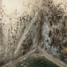 W jaki sposób usunąć pleśń?