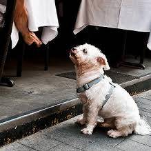 Czego nie możesz podawać do jedzenia psu?
