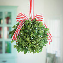 Przydatne właściwości jemioły