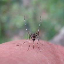 Domowe sposoby na komary