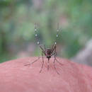 Domowe sposoby na komary