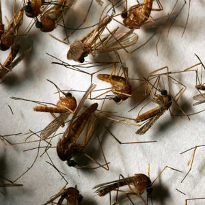 Narkoza dla komarów