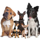 Jak dobrze wybrać psa?