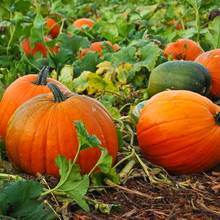 Zdrowe właściwości dyni