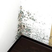 Sposoby na pleśń w mieszkaniu