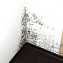 Sposoby na pleśń w mieszkaniu