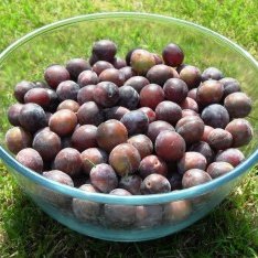 Jakie śliwki węgierki kupić?