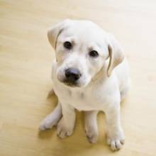 Jaką podłogę do domu powinien wybrać właściciel psa?