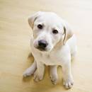 Jaką podłogę do domu powinien wybrać właściciel psa?