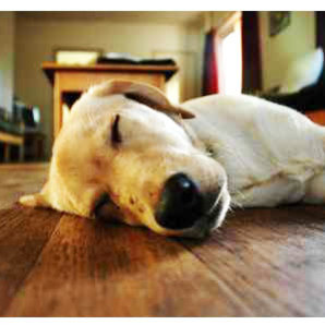 Podłoga drewniana olejowana