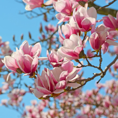 Jak należy sadzić magnolie?