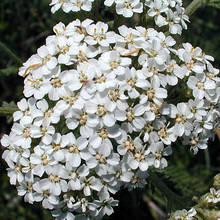 Zalety krwawnika pospolitego