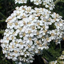 Zalety krwawnika pospolitego