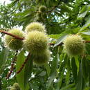 Dobre właściwości kasztanowca