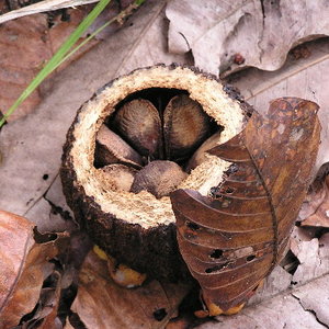 Regenerujący orzech