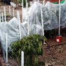 Jak ochronić rośliny przed przymrozkami?