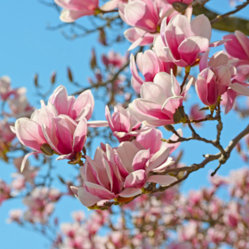 W jaki sposób pielęgnować magnolie?