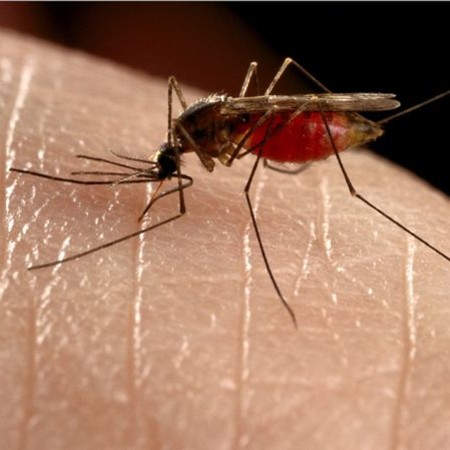 Naturalne sposoby na ugryzienie przez komara