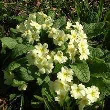 Rozmnażanie pierwiosnków – wskazówki i porady