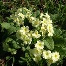 Rozmnażanie pierwiosnków – wskazówki i porady