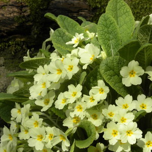 Kiedy rozmnażać pierwiosnki?