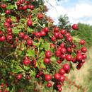 Dobre właściwości głogu