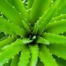 Pozytywny wpływ egzotycznych roślin